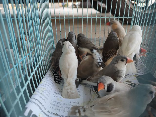 ขายซีบ้า รูปที่ 4