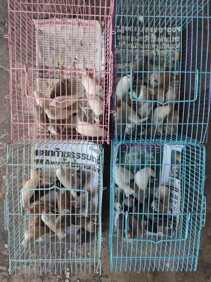 ขายซีบ้า รูปที่ 5