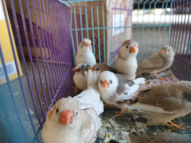 ขายซีบ้า รูปที่ 3