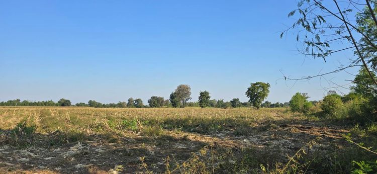 ที่ดินติดถนน ต.กุดเค้า อ.มัญจาคีรี ขอนเเก่น 10ไร่