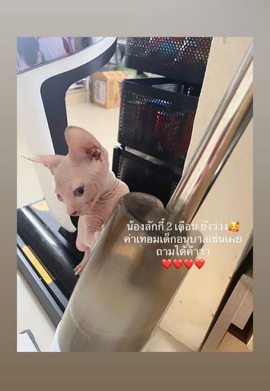 แมวสฟริงซ์ รูปที่ 2