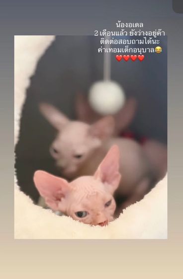 แมวสฟริงซ์