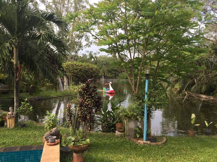 มีบางส่วน บ้านราคาถูกพัทยา เกือบ 3 งาน 🔥 รูปที่ 4