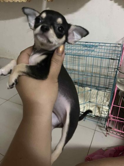 ชิวาว่า รูปที่ 2