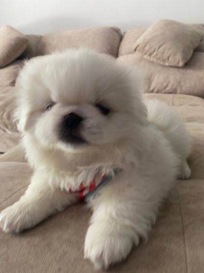 ปักกิ่ง รูปที่ 6