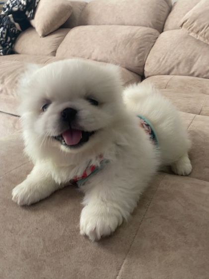 ปักกิ่ง รูปที่ 5