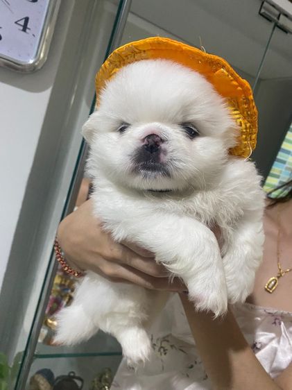 ปักกิ่ง รูปที่ 2