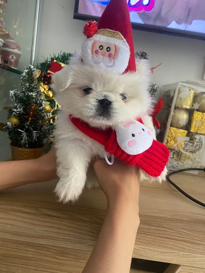 ปักกิ่ง (Pekingese) เล็ก ปักกิ่ง