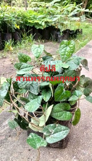 ดีปลี รูปที่ 3