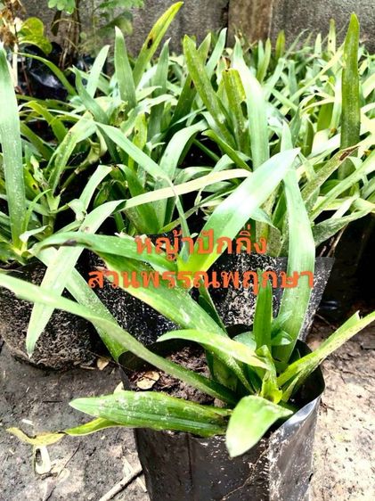 หญ้าปักกิ่งหรือหญ้าเทวดา รูปที่ 3