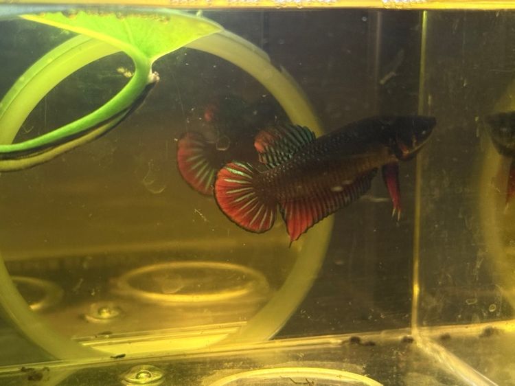 ปลากัดป่าแก้มแดงลูกช้อน รูปที่ 2