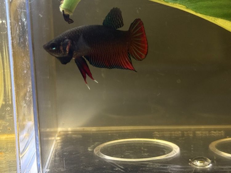 ปลากัดป่าแก้มแดงลูกช้อน