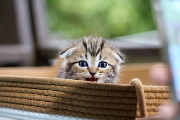 สก็อตติช โฟลด์ (Scottish Fold) ลูกแมวสก๊อตติช เพศชาย 