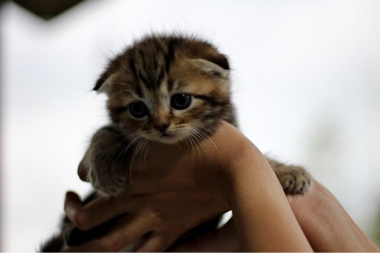 ลูกแมวสก๊อตติช เพศชาย  รูปที่ 4