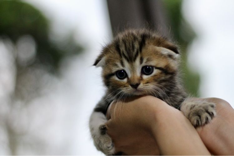 ลูกแมวสก๊อตติช เพศชาย  รูปที่ 5