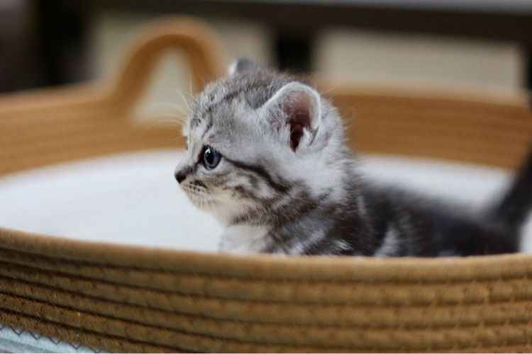 ลูกแมวสก็อตติช หูตั้ง เพศชาย รูปที่ 6