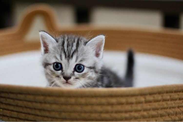 ลูกแมวสก็อตติช หูตั้ง เพศชาย รูปที่ 5