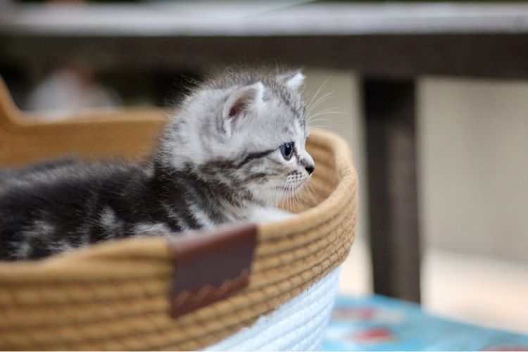 ลูกแมวสก็อตติช หูตั้ง เพศชาย รูปที่ 3