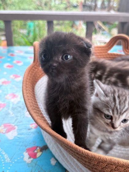 ลูกแมวสก็อตติช เพศหญิง รูปที่ 10