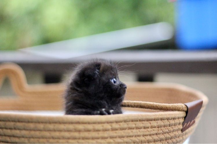 ลูกแมวสก็อตติช เพศหญิง รูปที่ 2