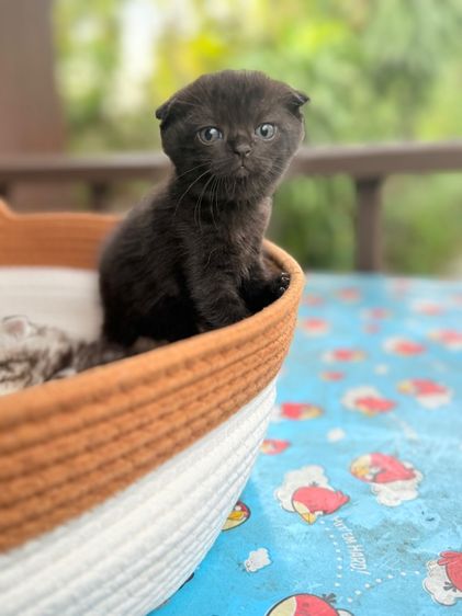 ลูกแมวสก็อตติช เพศหญิง รูปที่ 12