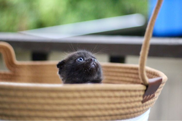 สก็อตติช โฟลด์ (Scottish Fold) ลูกแมวสก็อตติช เพศหญิง