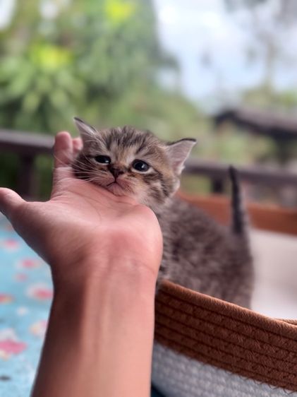 ลูกแมว สก๊อตติช เพศหญิง รูปที่ 5