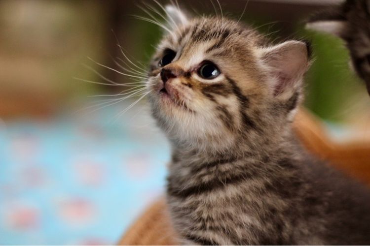 สก็อตติช โฟลด์ (Scottish Fold) ลูกแมว สก๊อตติช เพศหญิง