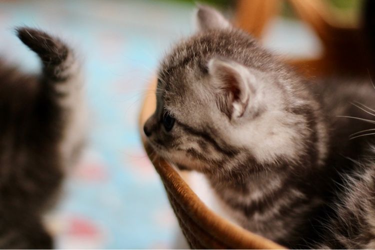 ลูกแมว สก๊อตติช เพศหญิง รูปที่ 3