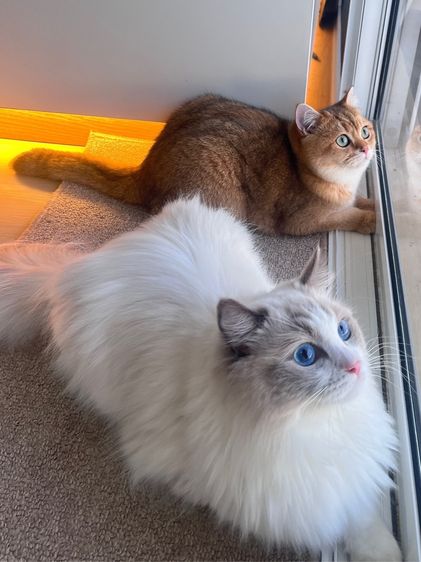 เซ้งโรงแรมแมว + อาบน้ำ-ตัดขน ลาดพร้าว 41 มีอุปกรณ์ครบพร้อมเปิด พร้อมแบรนด์ รูปที่ 5