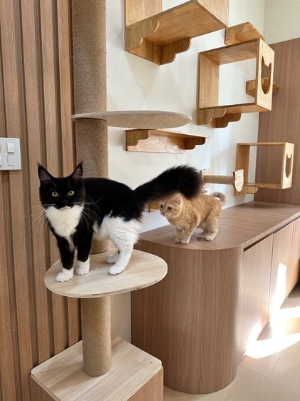 เซ้งโรงแรมแมว + อาบน้ำ-ตัดขน ลาดพร้าว 41 มีอุปกรณ์ครบพร้อมเปิด พร้อมแบรนด์ รูปที่ 7