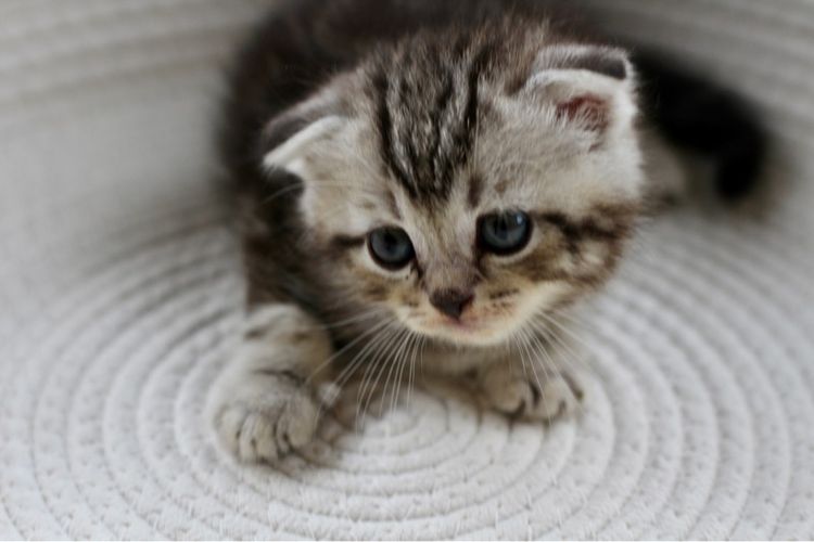 ลูกแมวสก็อตติช เพศชาย รูปที่ 4