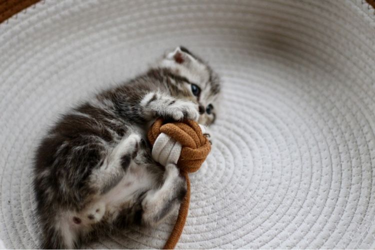 ลูกแมวสก็อตติช เพศชาย รูปที่ 6