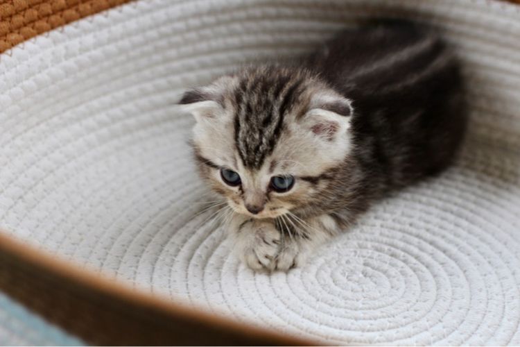 สก็อตติช โฟลด์ (Scottish Fold) ลูกแมวสก็อตติช เพศชาย