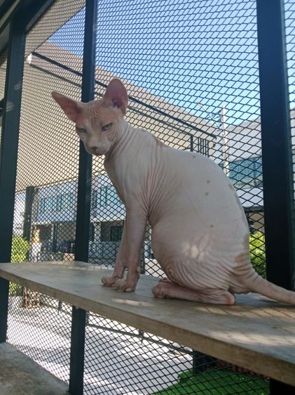 แมวสฟิง รูปที่ 6