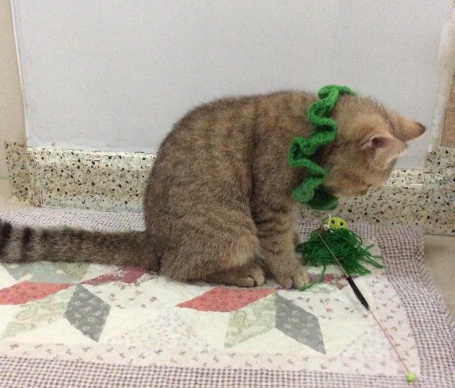 สก็อตติชโฟลด์ เพศผู้ ลดประชากรเพศผู้ รูปที่ 3