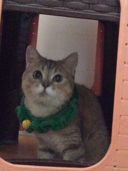 สก็อตติชโฟลด์ เพศผู้ ลดประชากรเพศผู้ รูปที่ 2