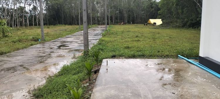 พื้นที่น้ำไม่ท่วม 
ขายที่ดินใกล้สนามบิน 
ม่วงค่อม ควนลัง  รูปที่ 4