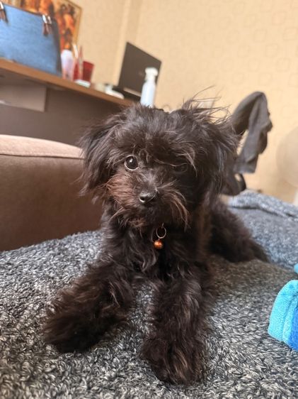 ลูกสุนัข ลูกหมา ปอมผสมพุดเดิ้ล