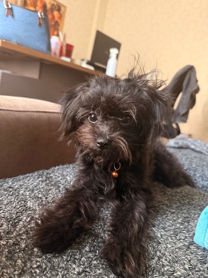 ลูกสุนัข ลูกหมา ปอมผสมพุดเดิ้ล รูปที่ 2