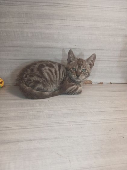 แมวเบงกอล ตาสีเขียว สีซิลเวอร์ เสือขาว เพศผู้ อายุ2เดือน คะวัคซีนแล้ว1เข็มก่อนย้ายตรวจหัดแมวฟรีรับประกันเอดส์แมวกับรูคีเมียคะ