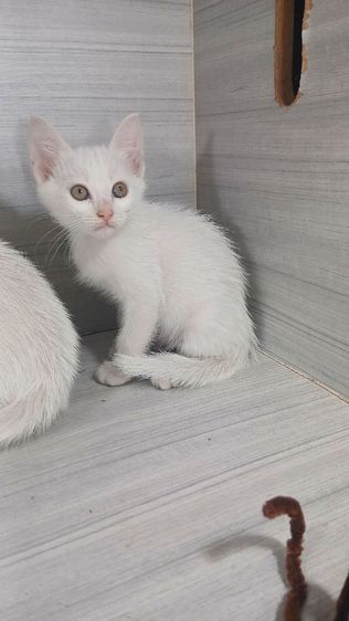 แมวขาวมณี ตาเหลือง เพศเมียเพศผู้ วัคซีนแล้วก่อนย้ายตรวจหัดแมวฟรีรับประกันเอดส์แมวกับรูคีเมียคะ รูปที่ 4