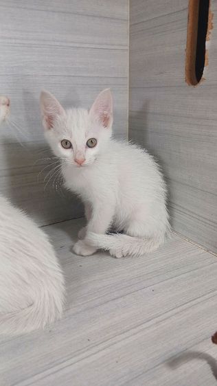 แมวขาวมณี ตาเหลือง เพศเมียเพศผู้ วัคซีนแล้วก่อนย้ายตรวจหัดแมวฟรีรับประกันเอดส์แมวกับรูคีเมียคะ รูปที่ 3