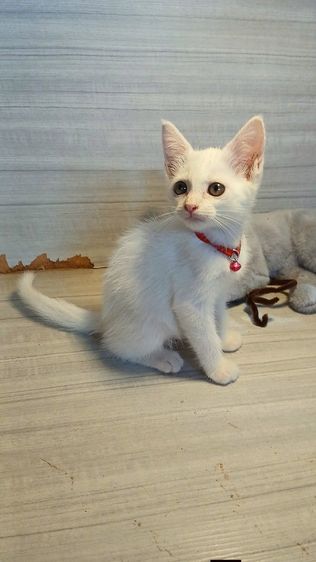 แมวขาวมณี ตาเหลือง เพศเมียเพศผู้ วัคซีนแล้วก่อนย้ายตรวจหัดแมวฟรีรับประกันเอดส์แมวกับรูคีเมียคะ รูปที่ 2