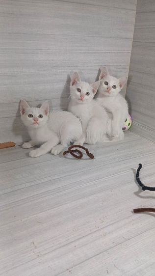 แมวขาวมณี ตาเหลือง เพศเมียเพศผู้ วัคซีนแล้วก่อนย้ายตรวจหัดแมวฟรีรับประกันเอดส์แมวกับรูคีเมียคะ รูปที่ 6