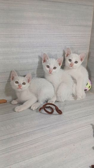 แมวขาวมณี ตาเหลือง เพศเมียเพศผู้ วัคซีนแล้วก่อนย้ายตรวจหัดแมวฟรีรับประกันเอดส์แมวกับรูคีเมียคะ