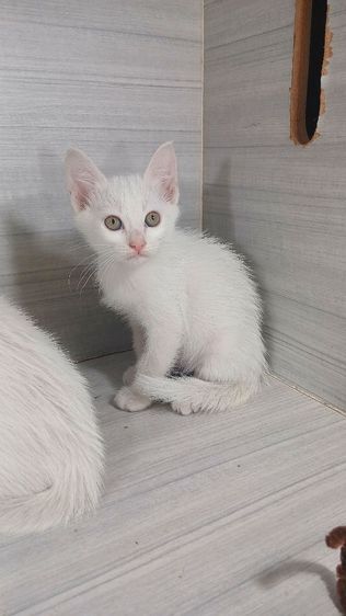 แมวขาวมณี ตาเหลือง เพศเมียเพศผู้ วัคซีนแล้วก่อนย้ายตรวจหัดแมวฟรีรับประกันเอดส์แมวกับรูคีเมียคะ รูปที่ 5