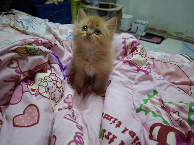 เปอเซีย รูปที่ 2