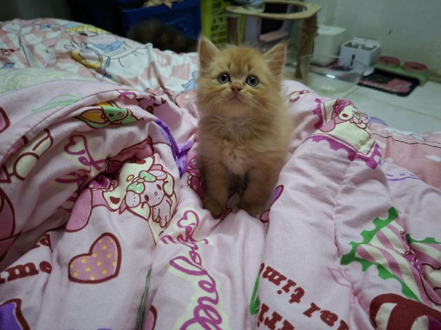 เปอเซีย