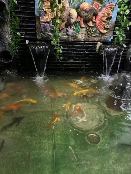 ปลาคราฟ รูปที่ 2